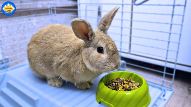 I Got Myself a Pet Bunny