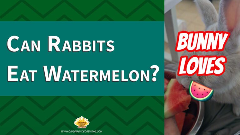 Can Rabbits Eat Watermelon?