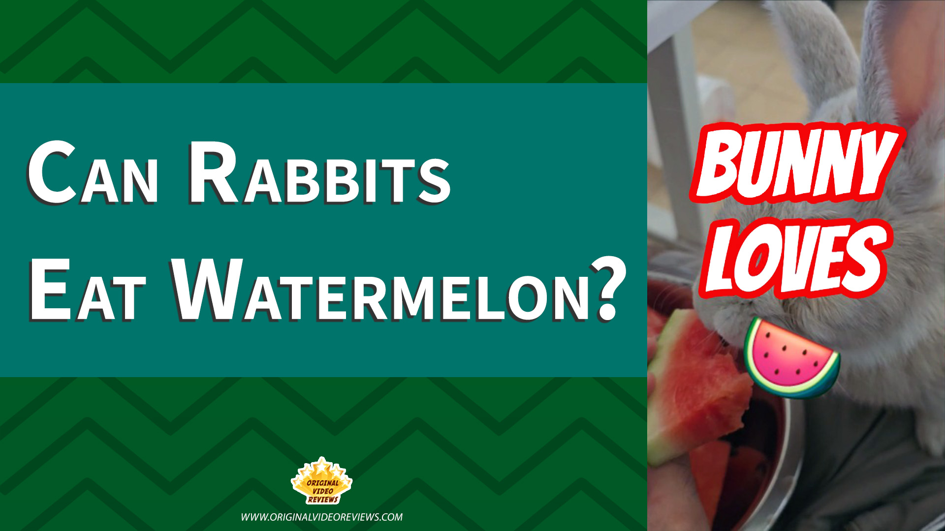 Thumbnail for OVR Pets blog and video - a white rabbit, the OVR Bunny, eating a slice of fresh watermelon. Image illustrates the question ‘Can rabbits eat watermelon?’ and highlights this pet care topic.