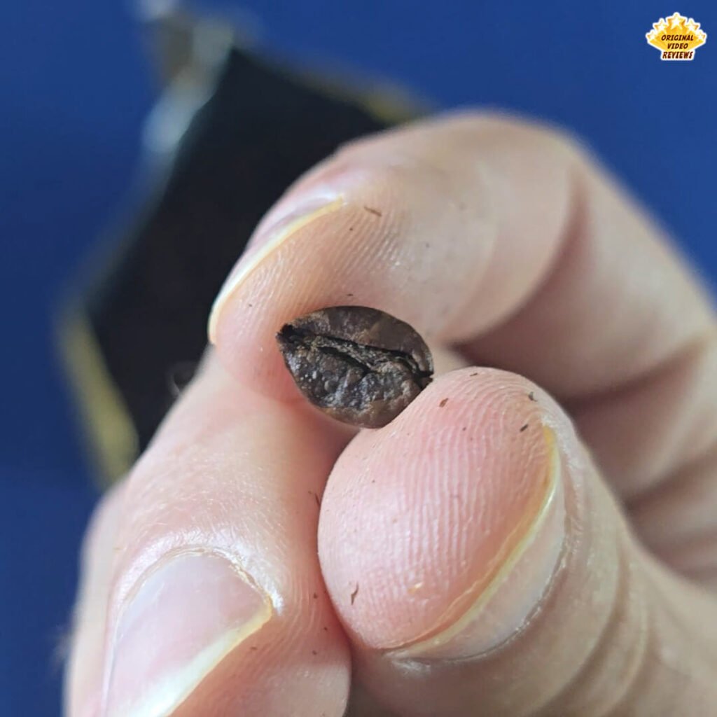 The OVR Guy holding a single Bristot Classico Oro coffee bean in close-up, showing its rich dark roast color and smooth surface texture.