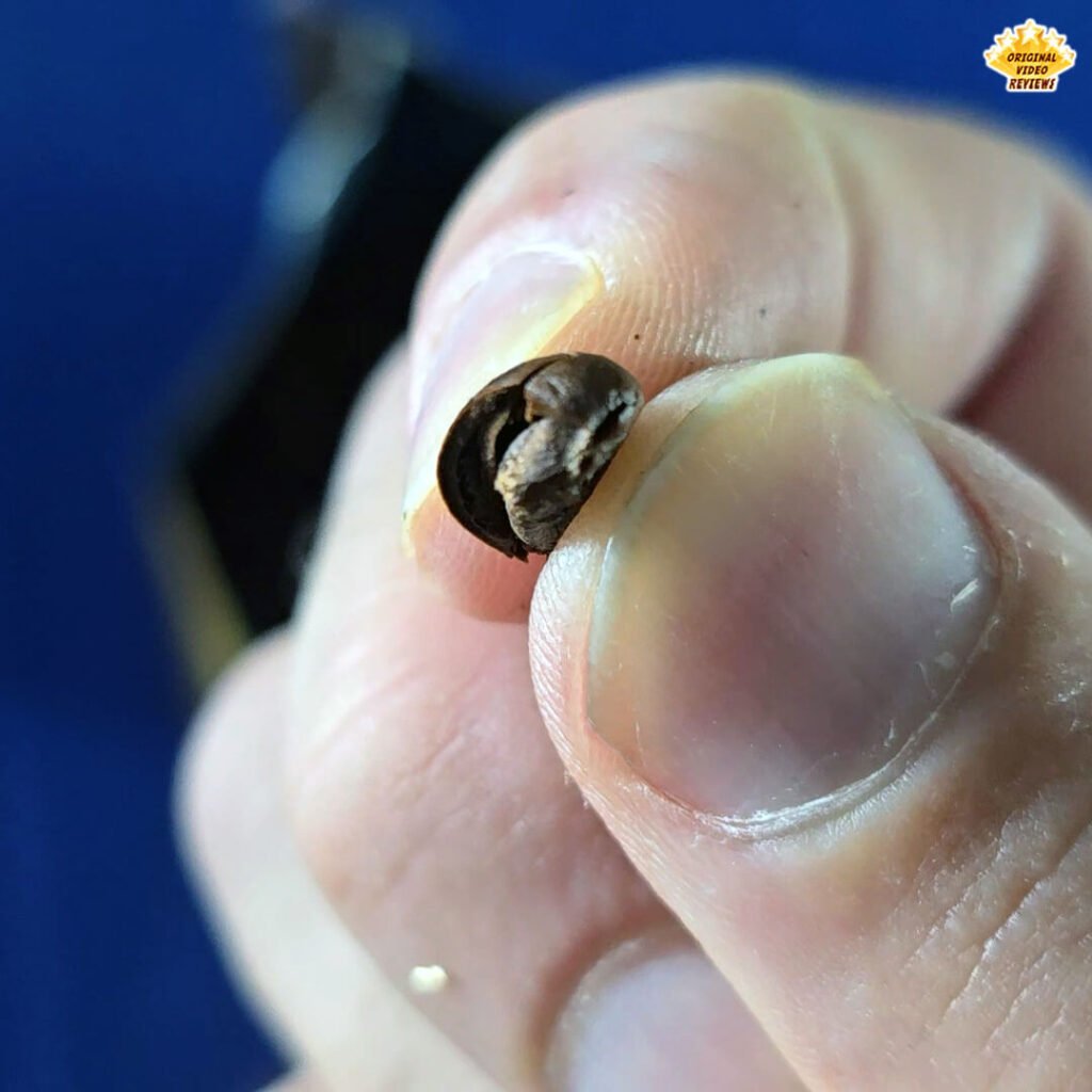 Close-up of a split Bristot Classico Oro coffee bean held by The OVR Guy, showing an even roast and clean interior with no defects or discoloration.