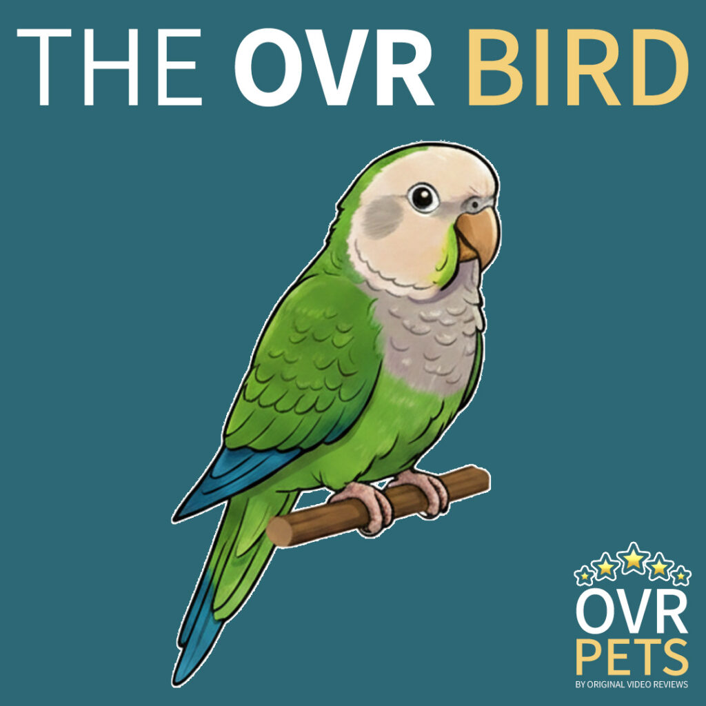 Portrait of the OVR Bird, a green Quaker parrot (Monk Parakeet) mascot of OVR Pets who enjoys complete freedom and roaming.