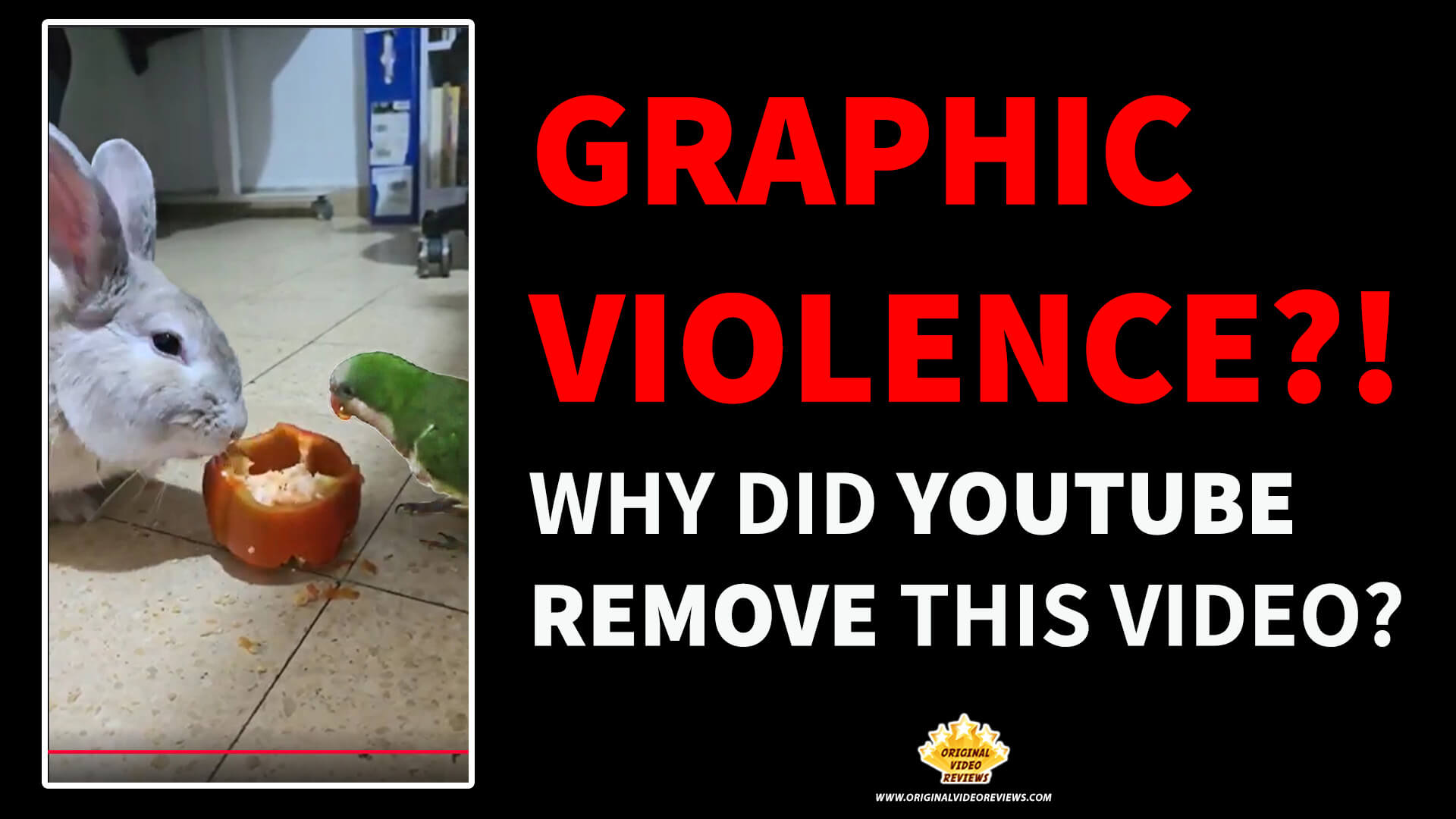 YouTube moderation case study: Harmless OVR Pets video of a bird and bunny eating a red pepper incorrectly flagged for Graphic Violence.
