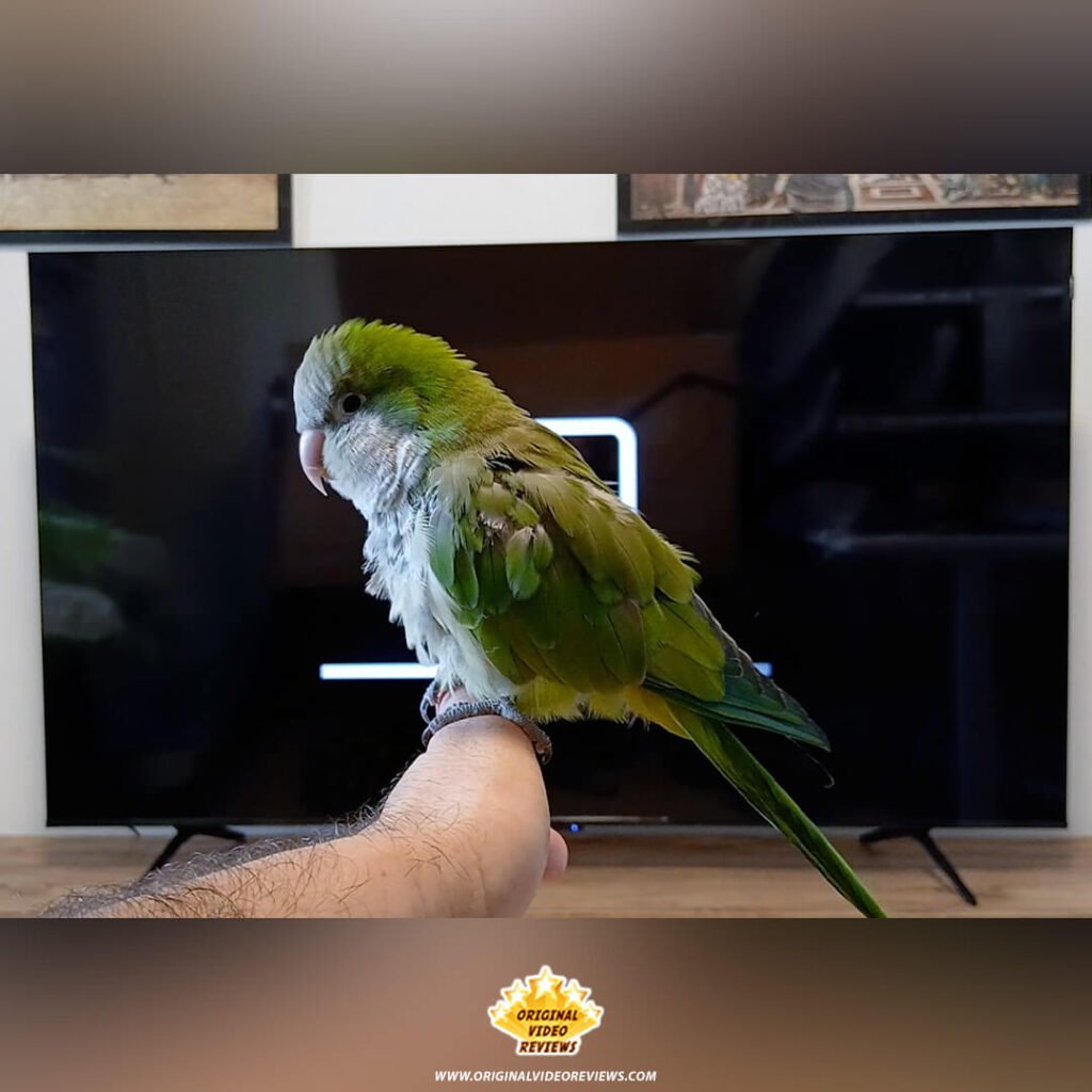 The OVR Bird, a green Quaker Parrot, perched on The OVR Guy's hand while watching the TCL P89K 65-inch QLED TV, illustrating how pets enjoy the display and audio during the review by Original Video Reviews.