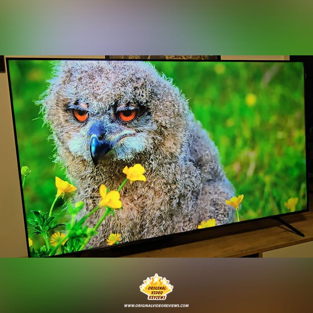 A high-resolution 4K nature video of an owl chick on the TCL P89K 65-inch QLED TV, demonstrating display sharpness and vibrant color reproduction, from a review by Original Video Reviews.